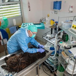 teeth anaesthesia dogs