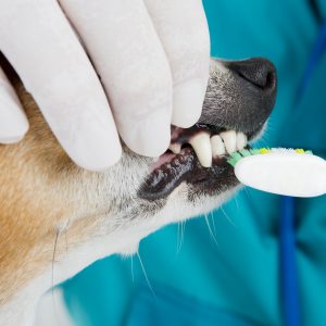 teeth dogs cleaning